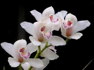 orchid3